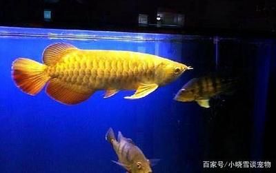 龍魚下麻藥能挺多長(zhǎng)時(shí)間：龍魚麻醉后的手術(shù)步驟 龍魚百科 第2張