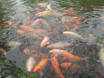 龍魚可以和鯊魚一起飼養(yǎng)嗎：龍魚可以和鯊魚混養(yǎng)嗎？