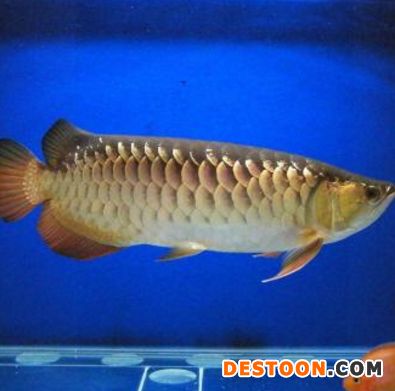 金龍魚(yú)怎么分別公母視頻：金龍魚(yú)公母鑒別方法 龍魚(yú)百科 第2張