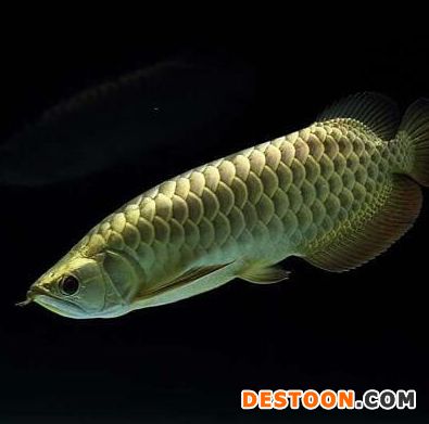 金龍魚(yú)怎么分別公母視頻：金龍魚(yú)公母鑒別方法 龍魚(yú)百科 第3張