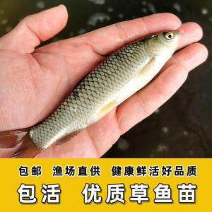 龍魚飼料魚夏天容易死嗎