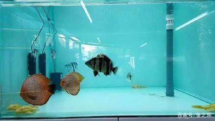 龍魚換水后趴缸正常嗎：龍魚換水后趴缸可能由水質(zhì)不適、精神緊張與環(huán)境變化 龍魚百科 第2張