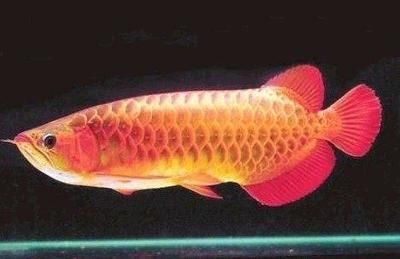 龍魚虎魚寓意什么意思