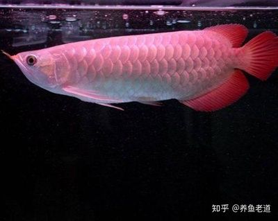 龍魚身體有點(diǎn)傾斜怎么辦：龍魚身體傾斜怎么辦