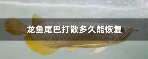 龍魚美容怎么要把尾巴割散掉：龍魚美容中的尾巴修整