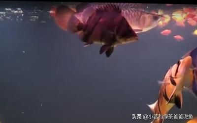 龍魚和虎魚一起養(yǎng)的風(fēng)水寓意：龍魚和虎魚混養(yǎng)在風(fēng)水學(xué)中有特殊的寓意龍魚和虎魚混養(yǎng)的寓意