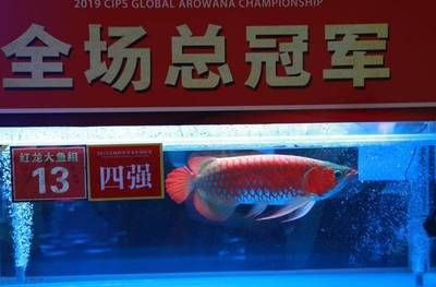 廣州龍魚大賽官網(wǎng)直播：2019廣州龍魚大賽廣州龍魚大賽廣州站報名通道今日開啟