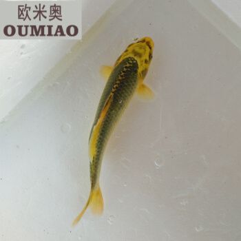 龍魚能放生嗎有講究嗎有講究嗎：放生龍魚是一種古老的原始淡水魚，它們是一種古老的原始淡水魚 龍魚百科 第3張