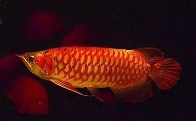 虎紋孔龍魚能下鹽嗎：虎紋孔龍魚可以下鹽嗎虎紋孔龍魚可以下鹽嗎 龍魚百科 第2張