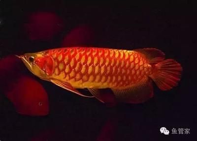 虎紋孔龍魚能下鹽嗎：虎紋孔龍魚可以下鹽嗎虎紋孔龍魚可以下鹽嗎