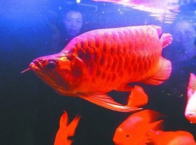 紅龍魚怎么賣出去：紅龍魚成功銷售紅龍魚需要綜合考慮多個方面的因素