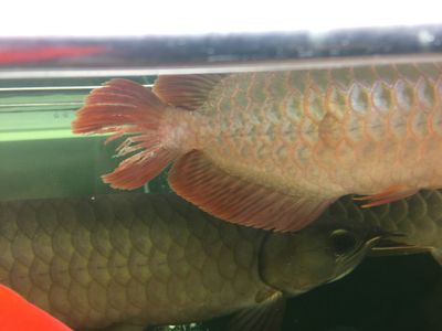 龍魚水溫低會(huì)不會(huì)死魚：龍魚水溫低的原因及解決辦法 龍魚百科 第3張