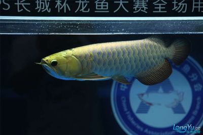 龍魚錦標(biāo)賽是干什么的：關(guān)于龍魚錦標(biāo)賽的一些詳細(xì)信息