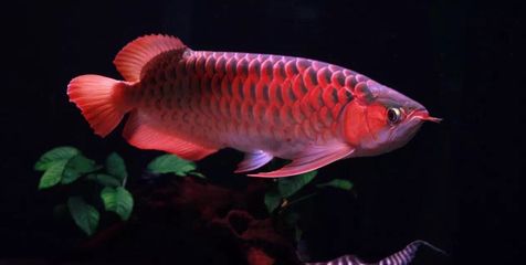 龍魚受驚嚇后開燈還是關(guān)燈養(yǎng)：龍魚受驚后的光照管理主要取決于其受驚的原因和程度 龍魚百科 第2張