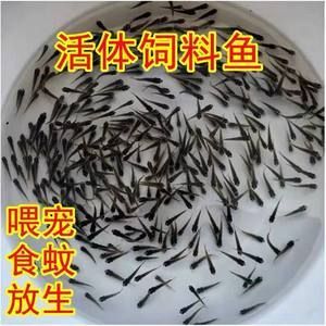 龍魚(yú)剪尾巴有什么用：龍魚(yú)剪尾巴再生，龍魚(yú)剪尾巴會(huì)影響美觀度提升、預(yù)防尾巴斷裂 龍魚(yú)百科 第3張