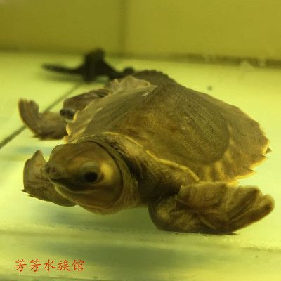 龍魚能和豬鼻龜混養(yǎng)嗎：豬鼻龜可以和龍魚混養(yǎng)嗎？