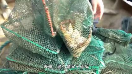 龍魚兩個月不吃東西會餓死嗎：龍魚一個月不吃東西會餓死嗎？