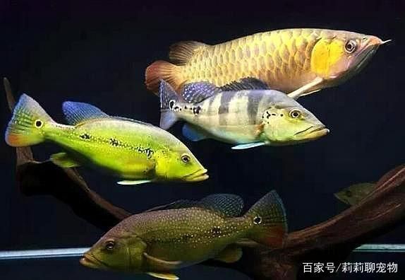 龍魚和什么魚混養(yǎng)喂食最方便：適合與龍魚混養(yǎng)并喂食方便的魚類