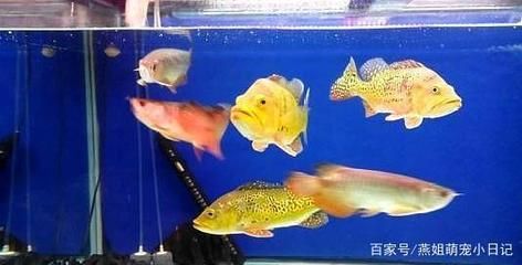 龍魚和什么魚混養(yǎng)喂食最方便：適合與龍魚混養(yǎng)并喂食方便的魚類