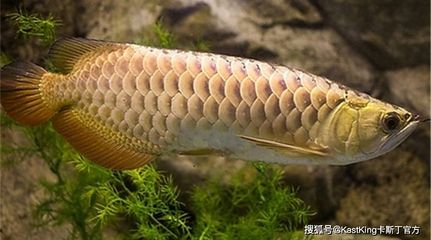 龍魚化石分類 龍魚百科 第1張