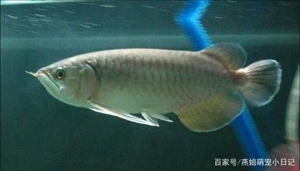 龍魚化石分類 龍魚百科 第3張