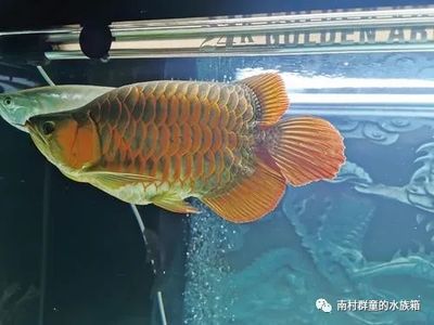 龍魚飼養(yǎng)難度如何：龍魚的飼養(yǎng)難度因個人經驗和技巧不同而有所差異 龍魚百科 第2張