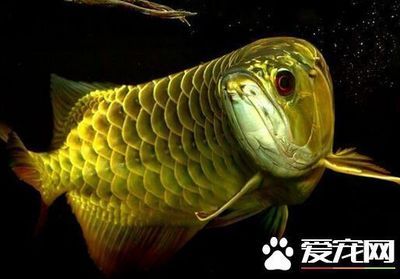 龍魚飼養(yǎng)難度如何：龍魚的飼養(yǎng)難度因個人經驗和技巧不同而有所差異 龍魚百科 第3張