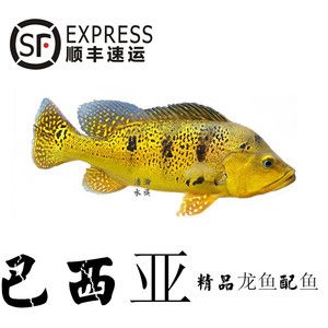 龍魚(yú)養(yǎng)殖溫度多少合適?。糊堲~(yú)養(yǎng)殖溫度指南龍魚(yú)的養(yǎng)殖溫度指南龍魚(yú)養(yǎng)殖注意事項(xiàng)