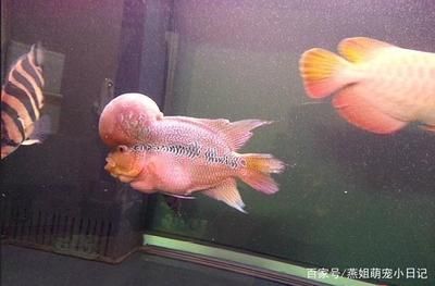 龍魚(yú)跟羅漢魚(yú)混養(yǎng)可以嗎：龍魚(yú)和羅漢魚(yú)適合混養(yǎng)嗎？