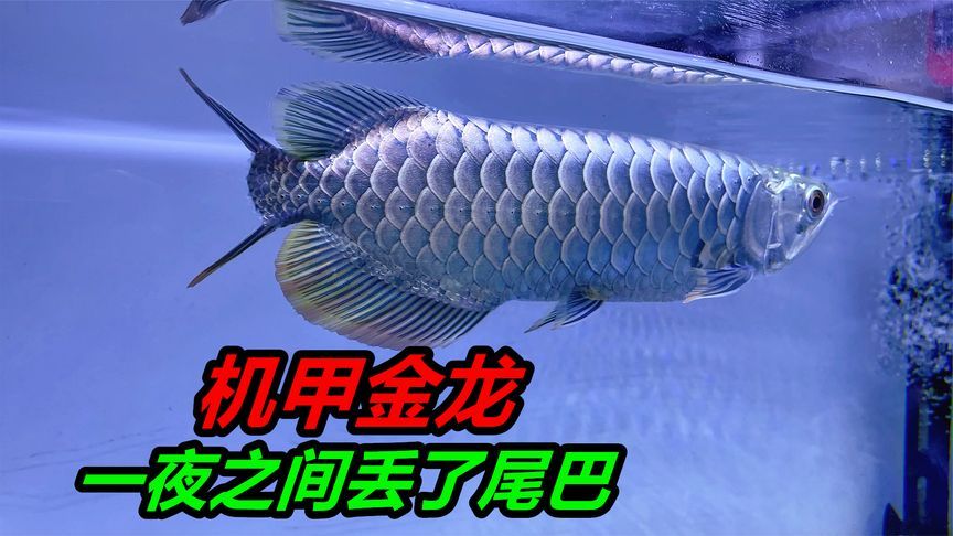 金龍魚尾巴掉了多久能恢復：金龍魚尾巴斷了多久能恢復到正常嗎，金龍魚尾巴斷了能長好嗎