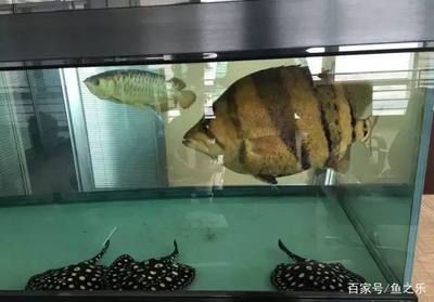 龍魚虎魚混養(yǎng)如何喂食好 龍魚百科 第2張