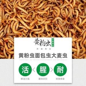 龍魚養(yǎng)到60厘米要多久：龍魚養(yǎng)到60厘米所需時間取決于其品種和生長環(huán)境、營養(yǎng)和空間等