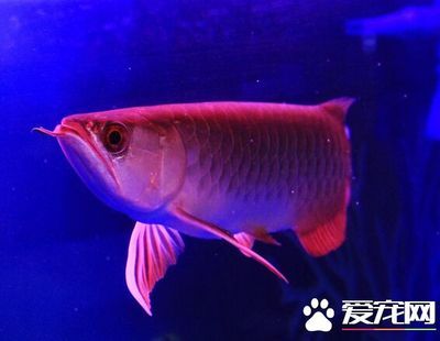 龍魚老頭魚：老頭魚與龍頭魚的區(qū)別