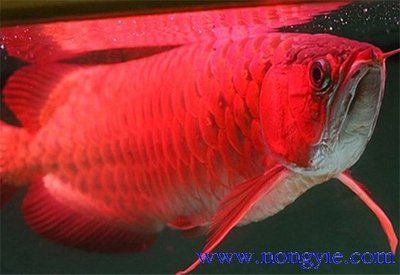 龍魚(yú)鱗片發(fā)紅：關(guān)于龍魚(yú)鱗片發(fā)紅的一些原因和處理方法