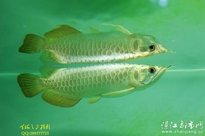 金龍魚芯片是什么意思