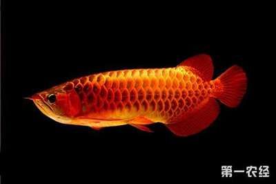 龍魚(yú)適合什么人養(yǎng)殖：龍魚(yú)養(yǎng)殖技巧,龍魚(yú)養(yǎng)殖需要注意什么 龍魚(yú)百科 第3張