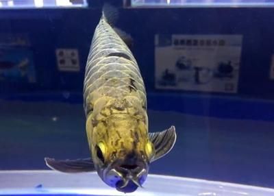 龍魚(yú)身上白色的粘附物是什么：龍魚(yú)身上出現(xiàn)白色的粘附物是由于多種原因引起的，最常見(jiàn)的原因是水霉病