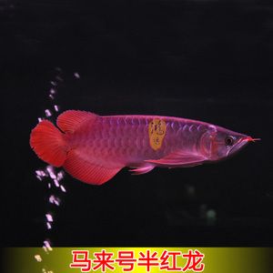 紅龍魚怎么買最好：2019紅龍魚購買紅龍魚購買紅龍魚最佳購買方式