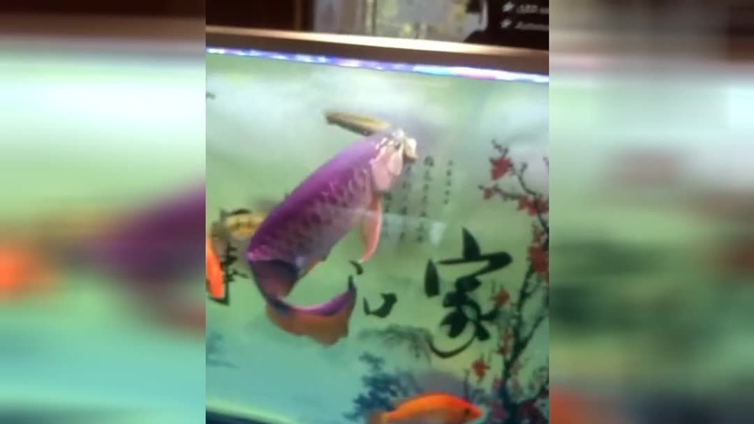 金龍魚和黑魚打架視頻：關(guān)于金龍魚和黑魚打架的視頻