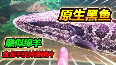 金龍魚和黑魚打架視頻：關(guān)于金龍魚和黑魚打架的視頻