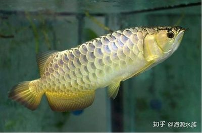 龍魚能和孔雀魚一起養(yǎng)嗎怎么養(yǎng)：孔雀魚和龍魚能否混養(yǎng)？ 龍魚百科 第3張