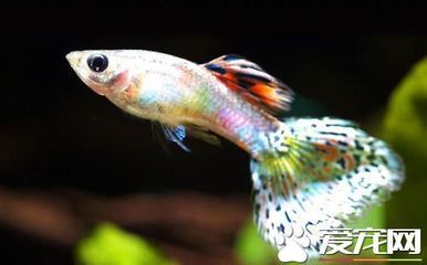 龍魚能和孔雀魚一起養(yǎng)嗎怎么養(yǎng)：孔雀魚和龍魚能否混養(yǎng)？ 龍魚百科 第2張