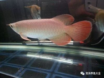 龍魚凸眼怎么治療好：龍魚凸眼的治療方法 龍魚百科 第3張