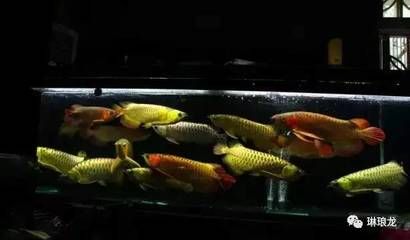 龍魚立鱗的要換水嗎：龍魚立鱗病的預防措施預防龍魚立鱗病的治療方法