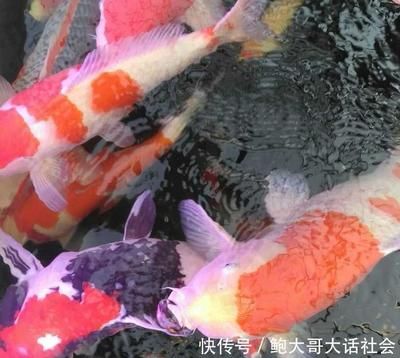 龍魚麻醉運輸方法有哪些注意事項：如何提高龍魚運輸過程中的存活率