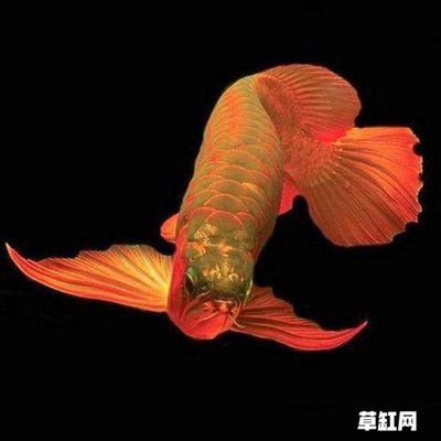 龍魚為什么叫龍魚不叫龍魚：龍魚為什么被稱為龍魚