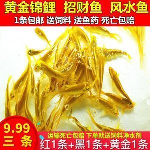 龍魚(yú)飼料魚(yú)夏天容易死：夏天是龍魚(yú)飼料魚(yú)死亡率較高的季節(jié)