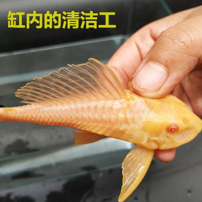 龍魚打包運輸視頻：龍魚交易流程之龍魚打包