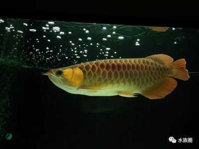 龍魚和藍(lán)鯊混養(yǎng)好嗎：龍魚可以和藍(lán)鯊混養(yǎng)嗎？