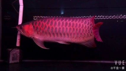 紅龍魚的視頻換一個(gè)：關(guān)于紅龍魚的一些視頻